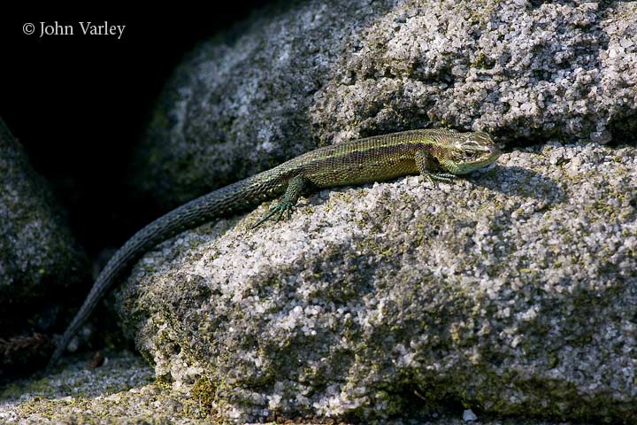 lizard_720_11945.jpg