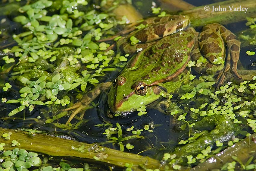 marshfrog_850_23361.jpg