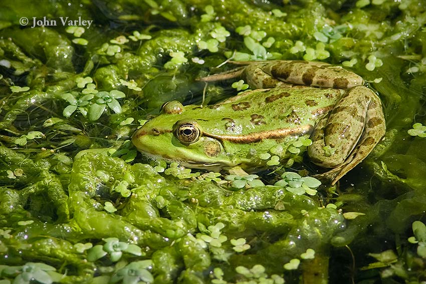 marshfrog_850_23362.jpg