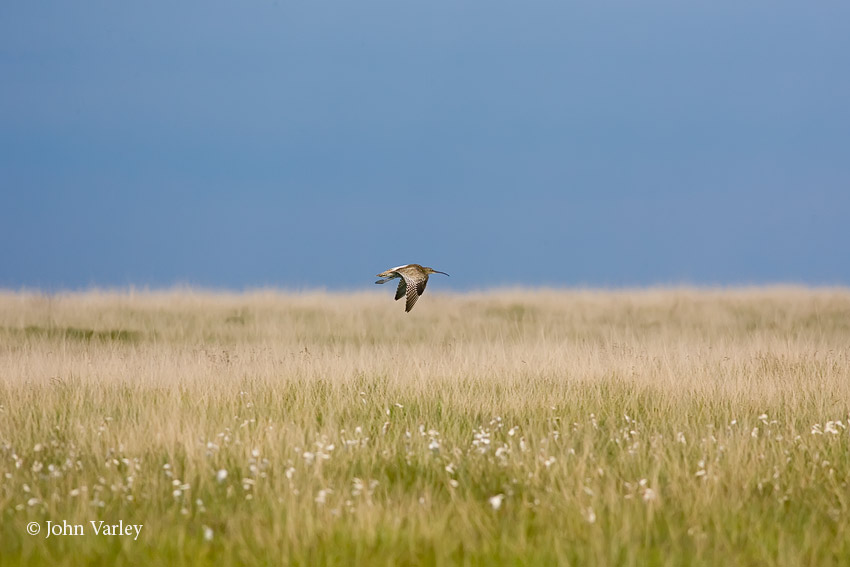 curlew_850_9920.jpg